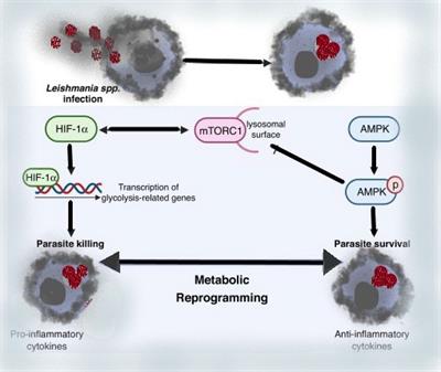 Major Molecular Factors Related to Leishmania Pathogenicity